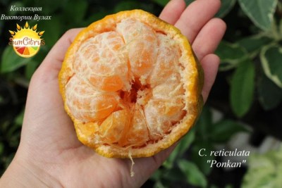 C. reticulata Ponkan4 - 
